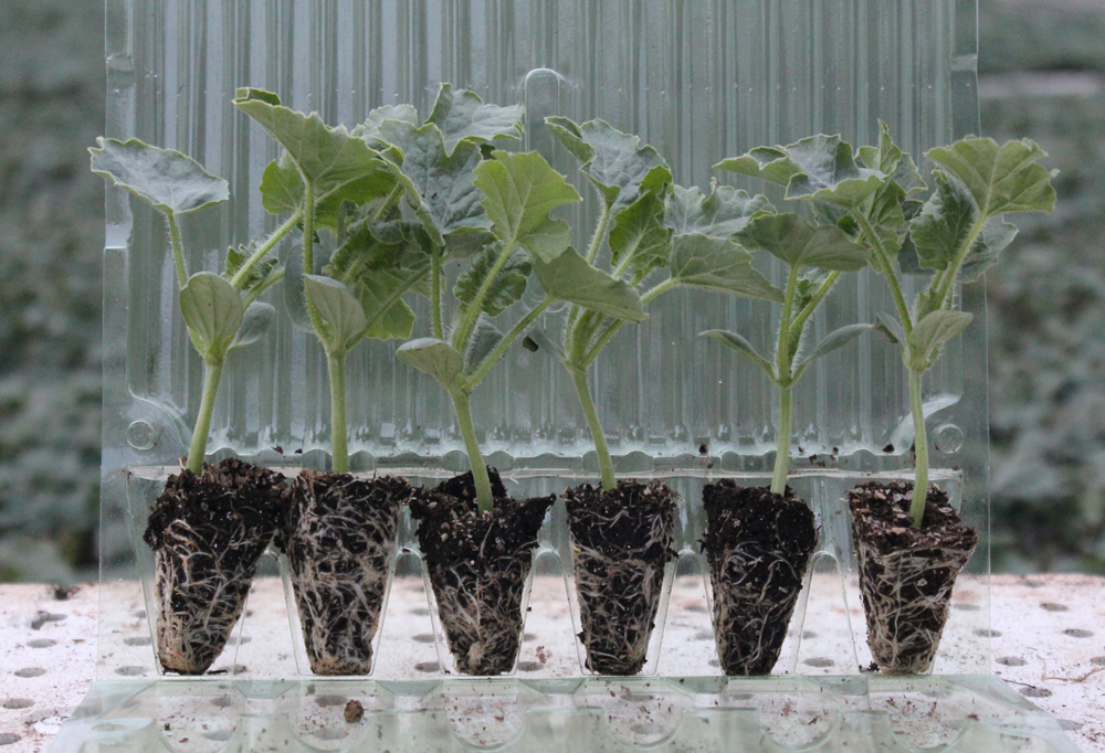 Zirai Girdi İthalatı